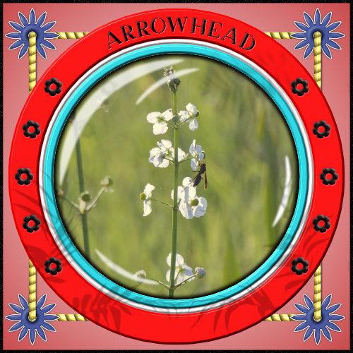 Arrowhead flowers