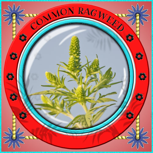 Common Ragweed