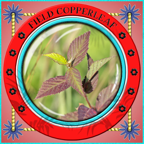 Photo of Field Copperleaf plant