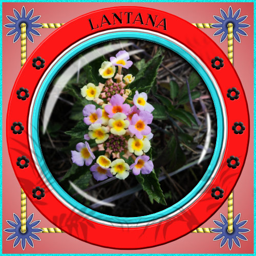 Lantana